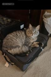 Lost Male Cat last seen School Rd/William Way Hudson ests, Bibb County, GA 31216