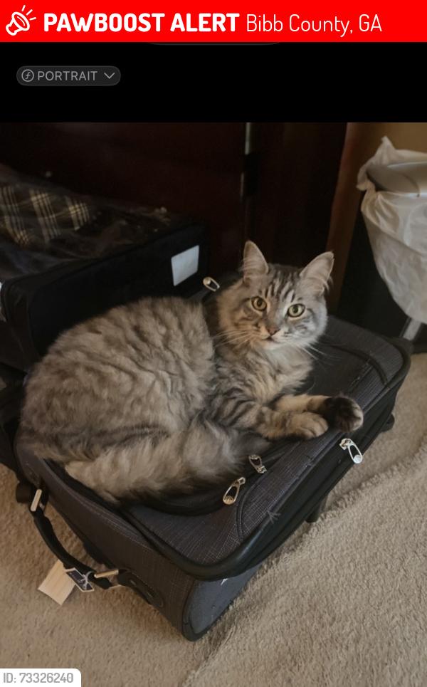 Lost Male Cat last seen School Rd/William Way Hudson ests, Bibb County, GA 31216