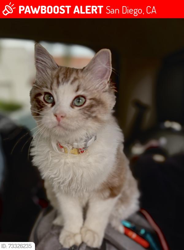 Lost Female Cat last seen Garnet & Ingraham street by Vons, San Diego, CA 92109