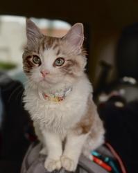 Lost Female Cat last seen Garnet & Ingraham street by Vons, San Diego, CA 92109