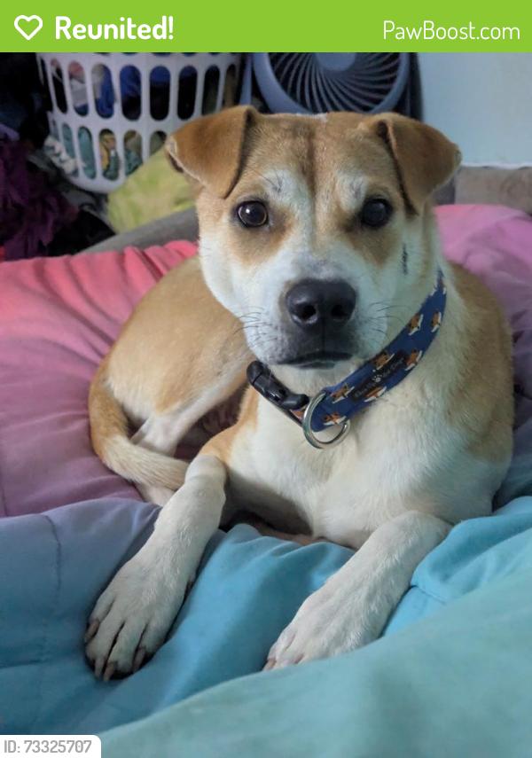 Reunited Male Dog last seen Chilhowee School Rd and Old Sevierville Pk, Seymour, TN 37865