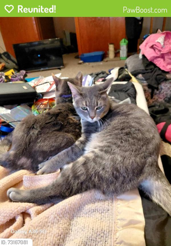 Reunited Male Cat last seen Walmart, Toledo, OH 43615