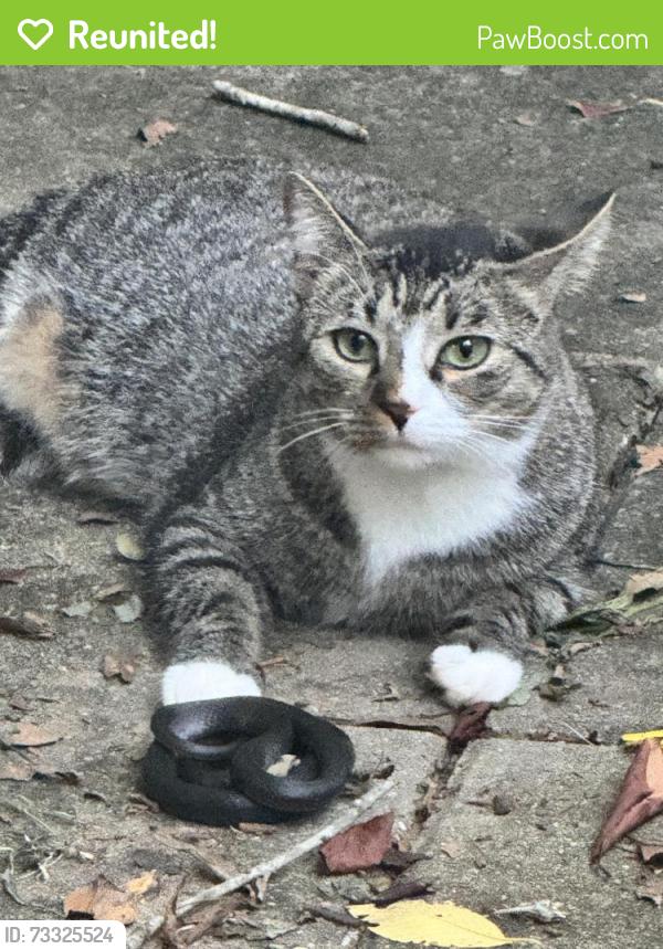 Reunited Female Cat last seen Gap Creek Rd and Hwy 357, Greer, SC 29651