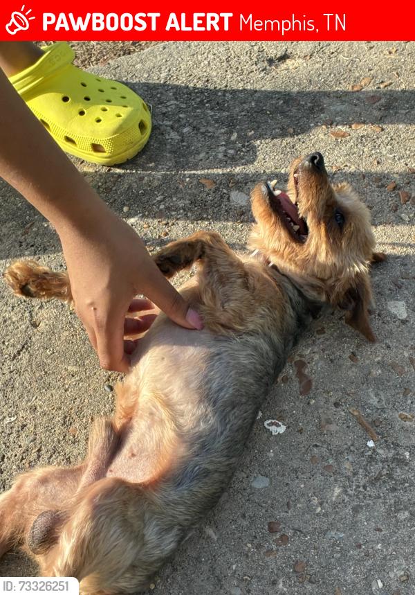 Lost Male Dog last seen Alta vista Ave Memphis Tn 38127, Memphis, TN 38127