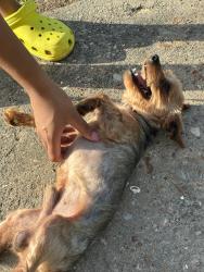 Lost Male Dog last seen Alta vista Ave Memphis Tn 38127, Memphis, TN 38127