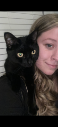 Reunited Female Cat last seen Violet Ave, Fairview, NY 12601