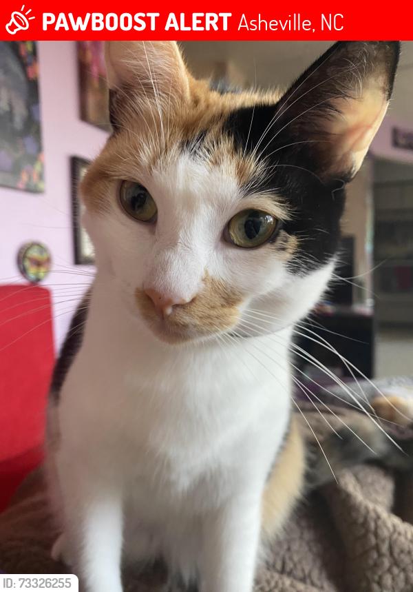 Lost Female Cat last seen Spooks branch and beaverdam road, Asheville, NC 28804
