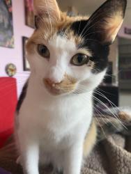Lost Female Cat last seen Spooks branch and beaverdam road, Asheville, NC 28804