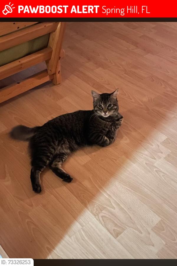 Lost Male Cat last seen Deltona blvd, forest oaks blvd, Spring Hill, FL 34606