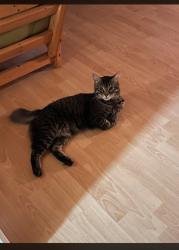 Lost Male Cat last seen Deltona blvd, forest oaks blvd, Spring Hill, FL 34606