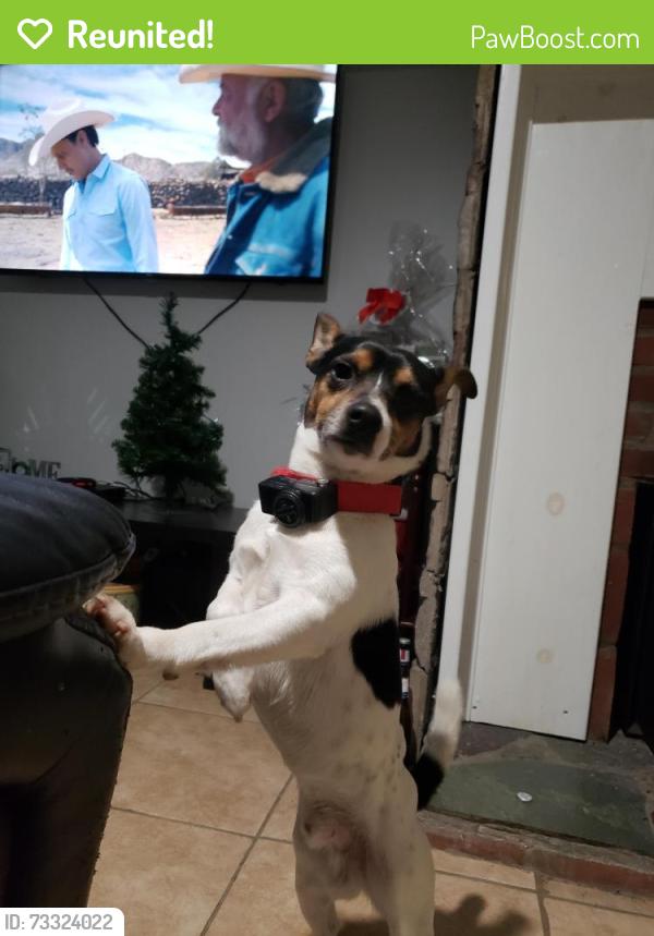 Reunited Male Dog last seen Acme In Patterson ny, Patterson, NY 12563