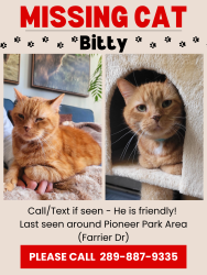 Lost Male Cat last seen Homer Watson and doon village road, Kitchener, ON N2P 1J5
