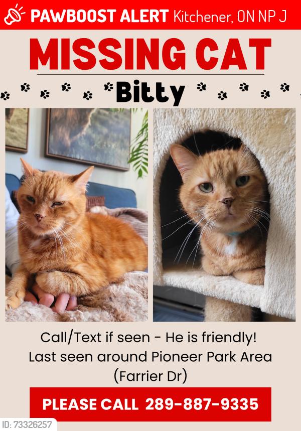 Lost Male Cat last seen Homer Watson and doon village road, Kitchener, ON N2P 1J5