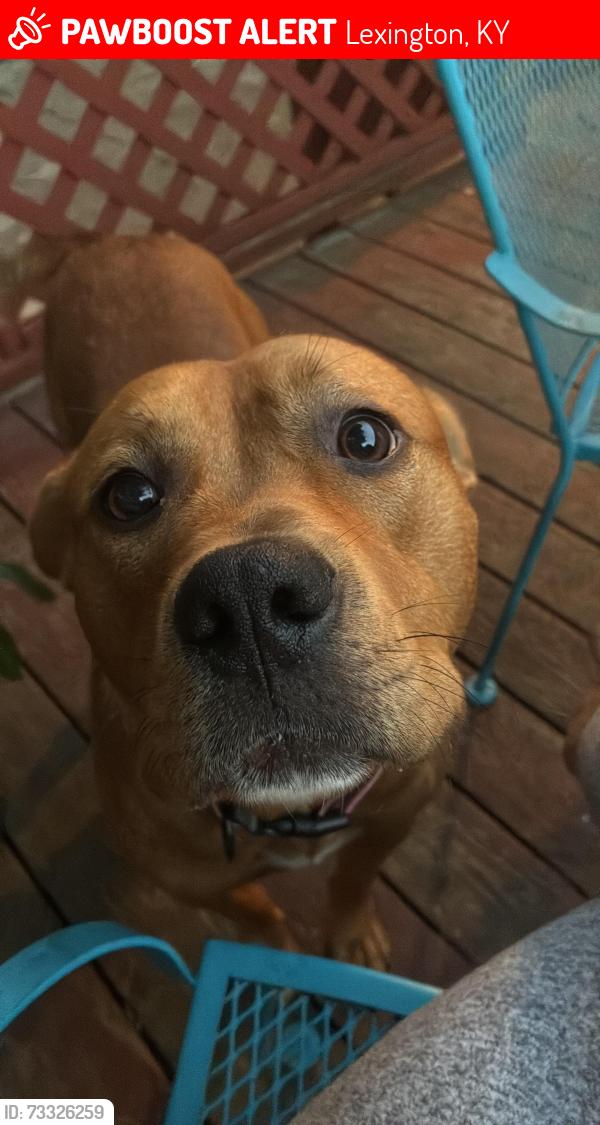 Lost Male Dog last seen Garden Springs Elementary, Lexington, KY 40504