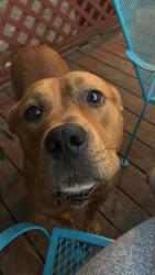Lost Male Dog last seen Garden Springs Elementary, Lexington, KY 40504