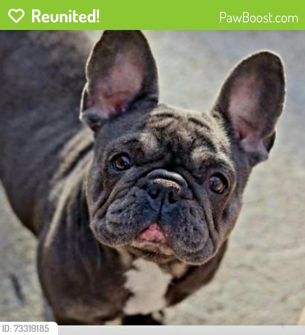 Reunited Female Dog last seen Backyard, Hickory, NC 28602