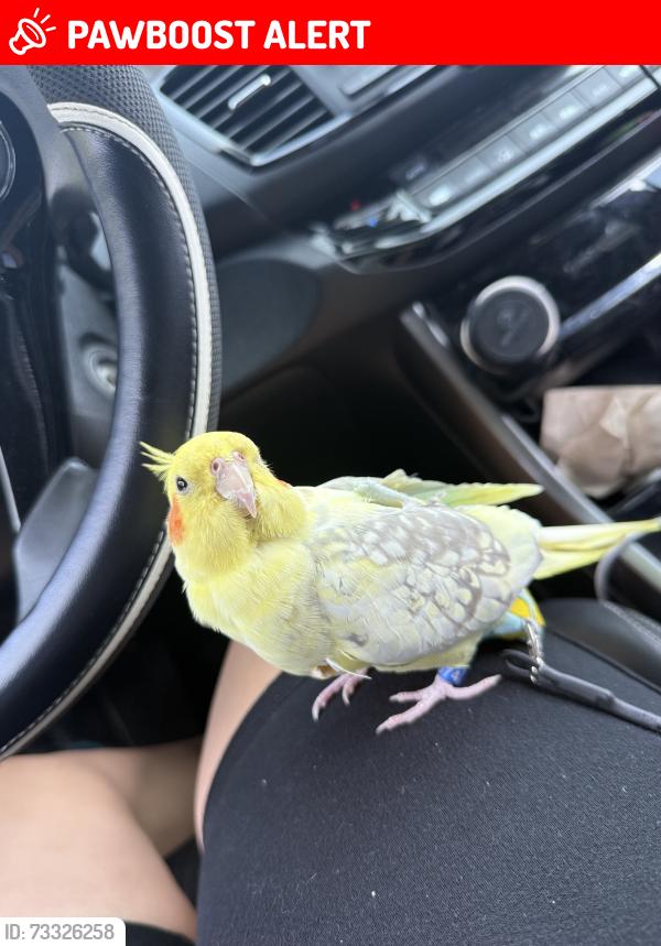 Lost Female Bird last seen Rahway ave Avenel, Woodbridge Township, NJ 07001