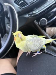 Lost Female Bird last seen Rahway ave Avenel, Woodbridge Township, NJ 07001
