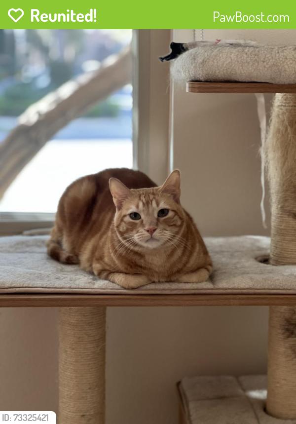 Reunited Male Cat last seen Near Building, Irvine, CA 92603