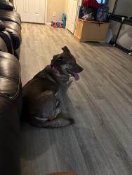Lost Female Dog last seen I have no idea, Katy, TX 77449