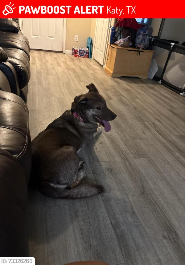 Lost Female Dog last seen I have no idea, Katy, TX 77449