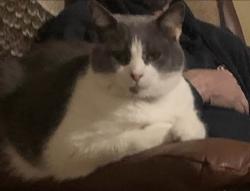 Lost Male Cat last seen Wanders in Solomon place subdivision, Knoxville, TN 37938