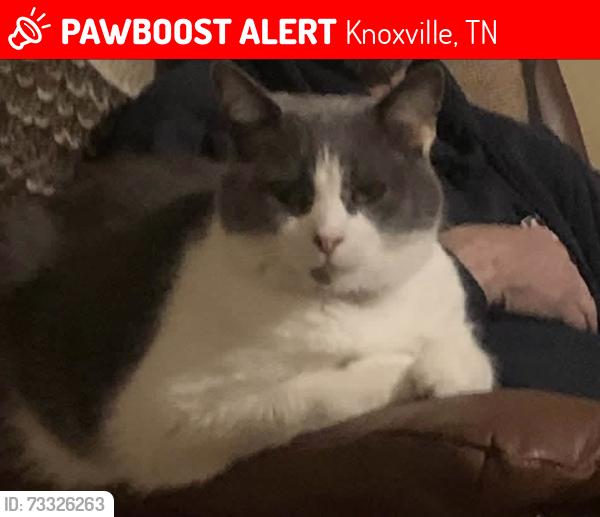 Lost Male Cat last seen Wanders in Solomon place subdivision, Knoxville, TN 37938