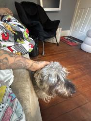 Found/Stray Male Dog last seen Willow, Waterbury, CT 06710