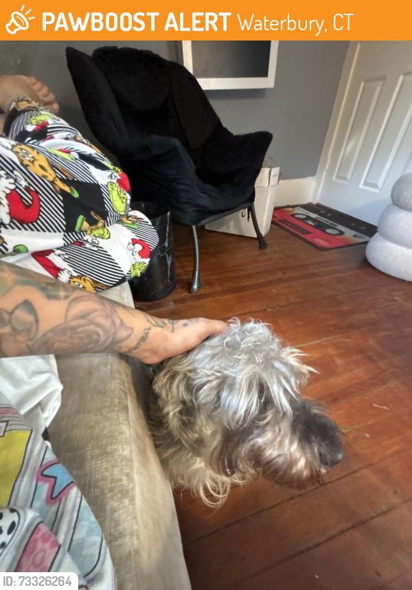 Found/Stray Male Dog last seen Willow, Waterbury, CT 06710