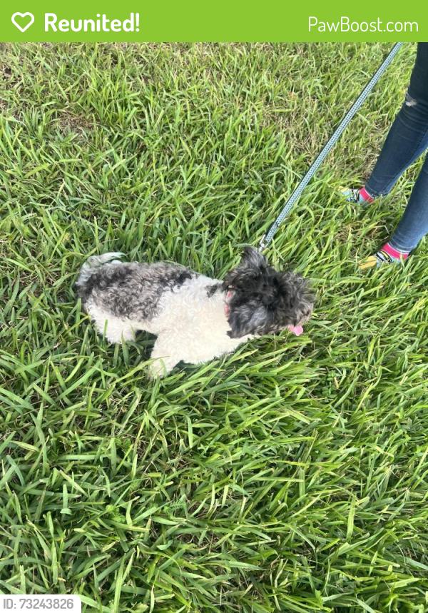 Reunited Male Dog last seen Monarch lakes, Miramar, FL 33027
