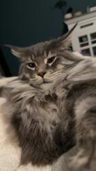 Reunited Male Cat last seen 68th and division, Cutlerville, MI 49548