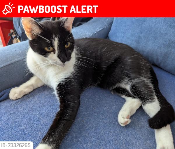 Lost Male Cat last seen Westwood Park by Horniman Drive, Greater London, England 