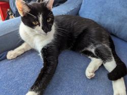 Lost Male Cat last seen Westwood Park by Horniman Drive, Greater London, England 