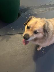 Found/Stray Male Dog last seen Capris in Greer, Taylors, SC 29687