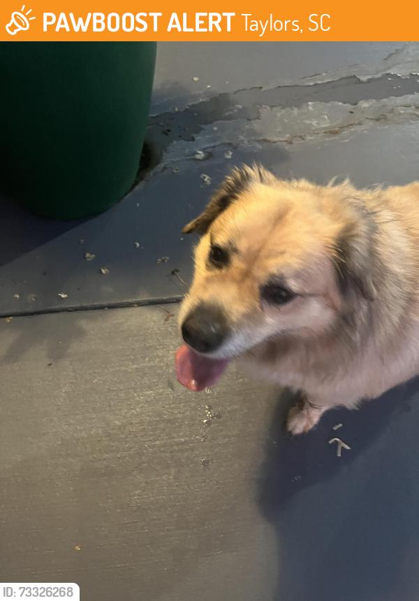 Found/Stray Male Dog last seen Capris in Greer, Taylors, SC 29687