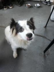 Reunited Female Dog last seen Dogwood Dr and North Ave in Hapeville, Hapeville, GA 30354