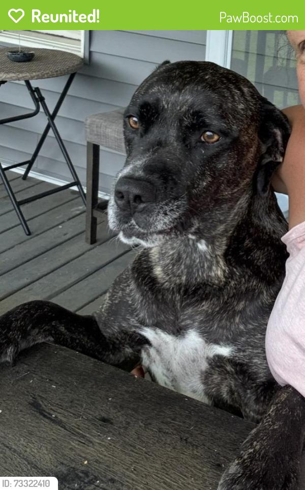 Reunited Female Dog last seen Davis station road, running into woods, Upper Freehold, NJ 08514
