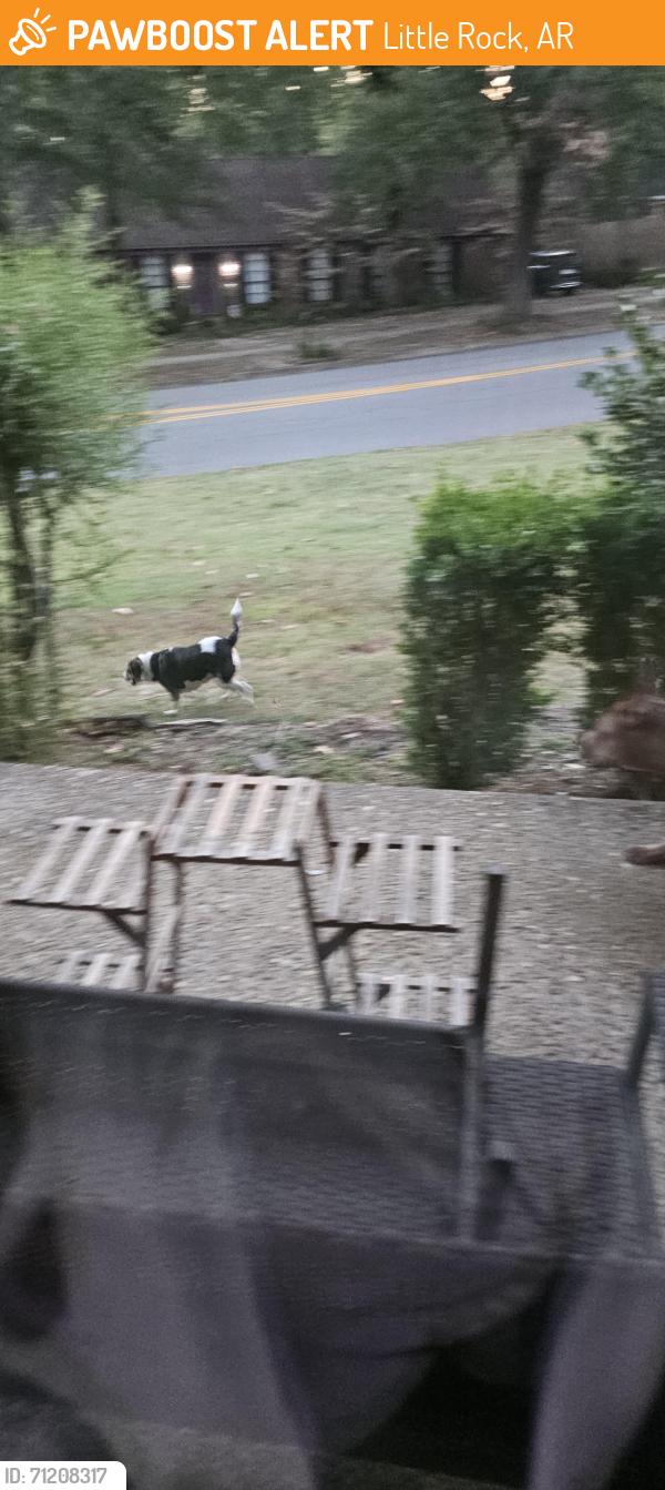 Found/Stray Unknown Dog last seen Green mountain drive, Little Rock, AR 72211
