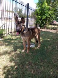 Found/Stray Male Dog last seen Zarzamora Street, San Antonio, TX 78207