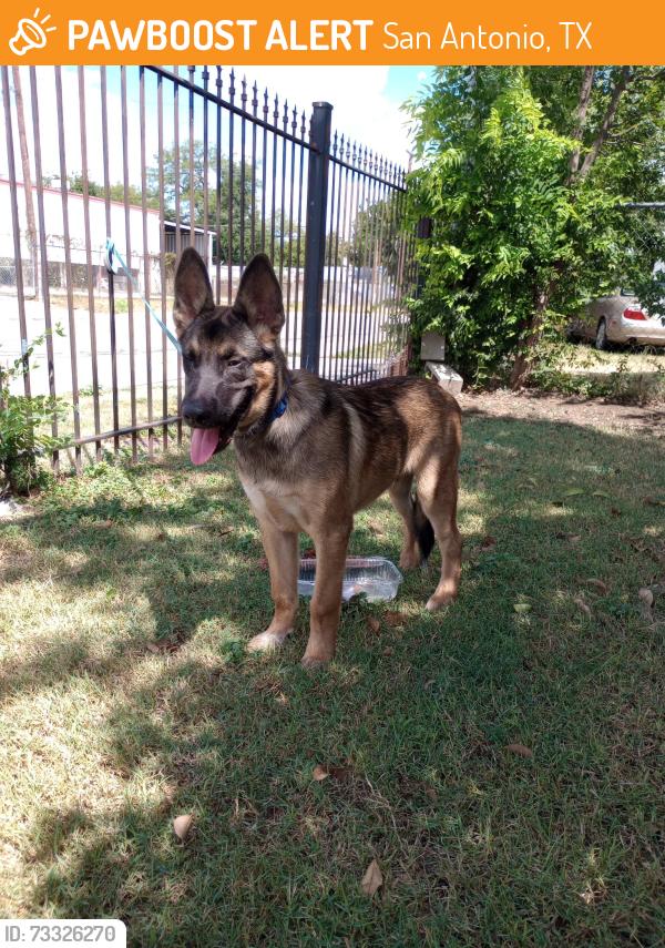 Found/Stray Male Dog last seen Zarzamora Street, San Antonio, TX 78207
