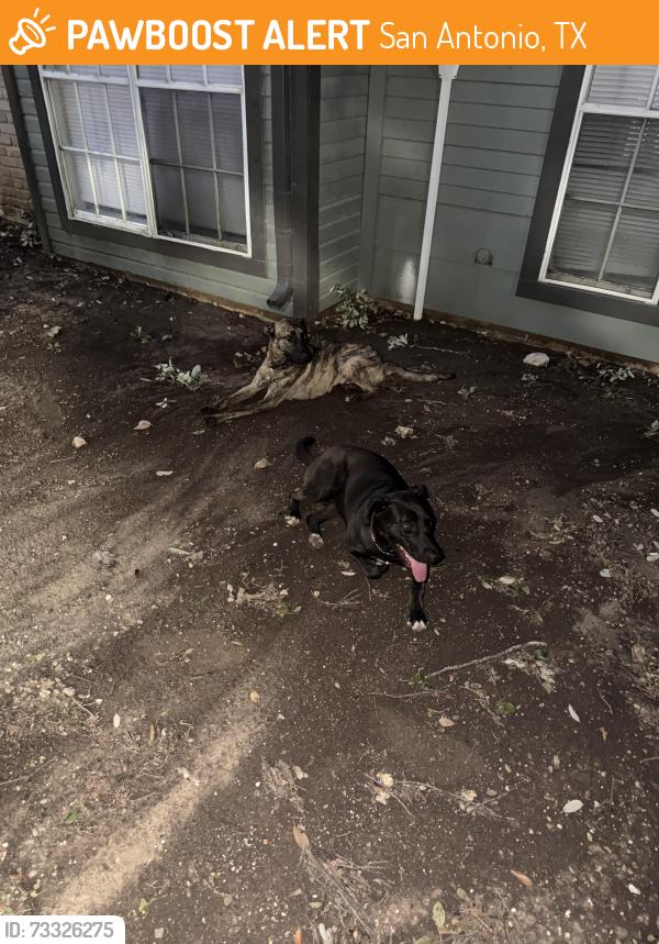 Found/Stray Male Dog last seen Oak Springs apmt, San Antonio, TX 78217