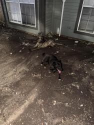Found/Stray Male Dog last seen Oak Springs apmt, San Antonio, TX 78217