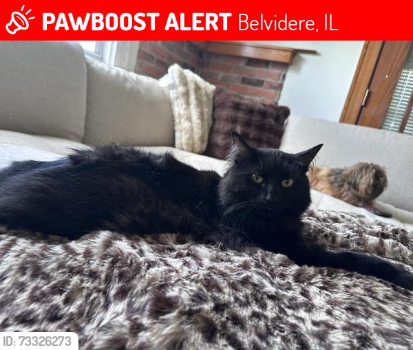 Lost Male Cat last seen Garfield Ave and W Seventh St, Belvidere, IL 61008