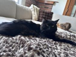 Lost Male Cat last seen Garfield Ave and W Seventh St, Belvidere, IL 61008