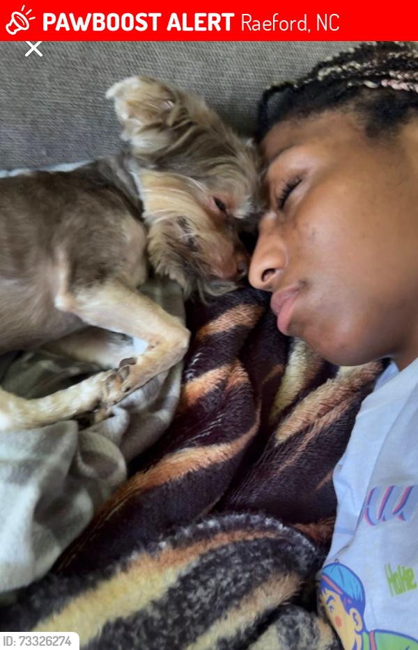 Lost Male Dog last seen Wayside Rd, Raeford, NC 28376