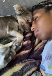Lost Male Dog last seen Wayside Rd, Raeford, NC 28376