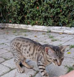 Lost Male Cat last seen 10th and Pennsylvania Avenue, Miami Beach, FL 33139
