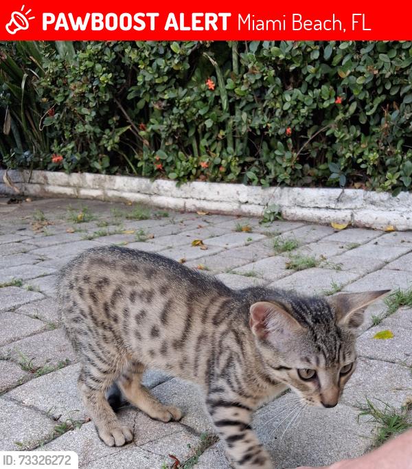 Lost Male Cat last seen 10th and Pennsylvania Avenue, Miami Beach, FL 33139
