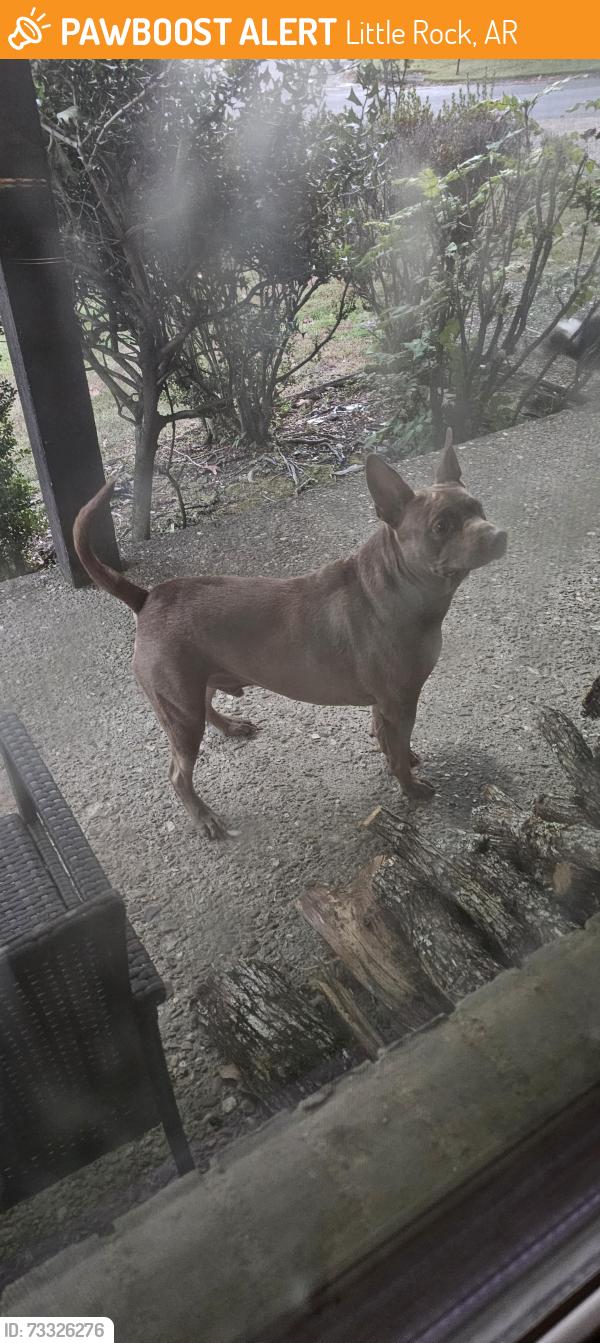 Found/Stray Unknown Dog last seen Green mountain, Little Rock, AR 72211