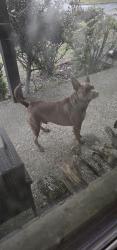 Found/Stray Unknown Dog last seen Green mountain, Little Rock, AR 72211